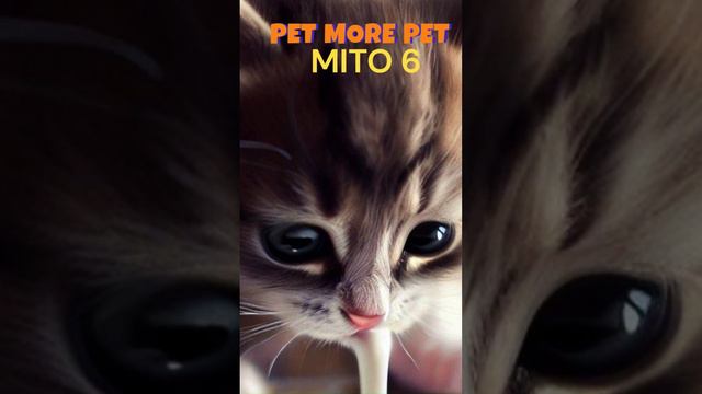 🐱MITO 6 Sobre Gatos # Shorts🐱🥛🍖🐾🐾