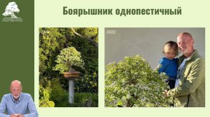 Истории бонсай. Часть вторая