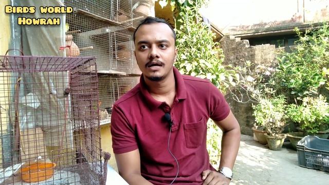 Finch birds breeding business | full information about Birds business profit and loss details смотреть онлайн