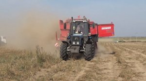 Начало уборки картофеля  в СПК "Гигант": Трактора МТЗ 1221 в сцепке с Grimme пробуют первые гектары