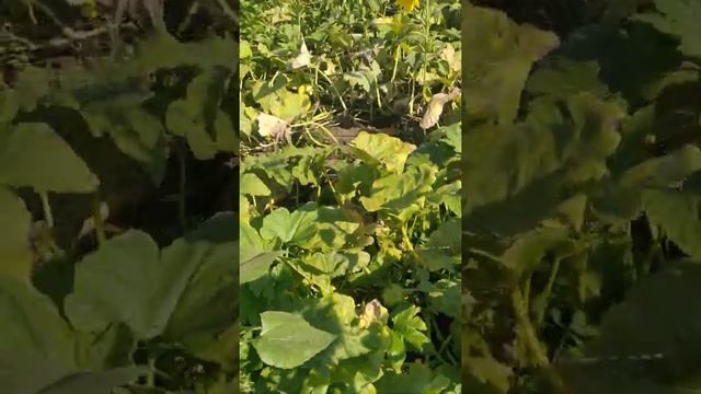 гарбузики турецькі смотреть онлайн