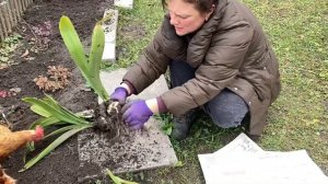 Гипеаструмы готовим к зиме!!! Эксперимент