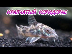 КРАПЧАТЫЙ КОРИДОРАС. СОДЕРЖАНИЕ В АКВАРИУМЕ.