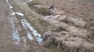 Трясогузки или нет? Птицы в поле