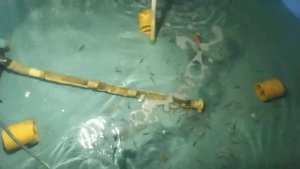 Азонатор зачем он нужен в аквариумистике. и нужен ли вообще?