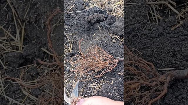 Посадка малины осенью смотреть онлайн