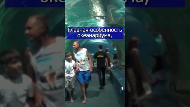 УВИДЕЛ АКУЛУ В СОЧИ! Океанариум в #shorts  #сочи