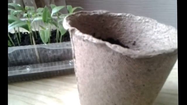 Как ПРАВИЛЬНО пикировать(пересаживать) ПЕРЦЫ и БАКЛАЖАНЫ. смотреть онлайн