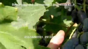 виноград Академический