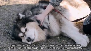 Как собаки видят наш мир