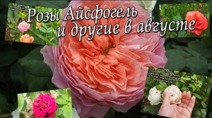 Розы_  Айсфогель и другие в августе