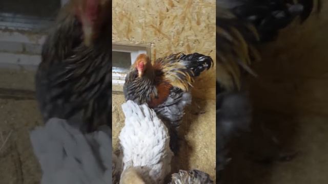 Брама сплэш голубокуропатчатая. 8 мес смотреть онлайн