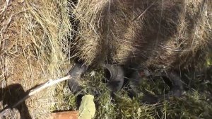 Готовим сено. Особенности хранения сена на зиму.