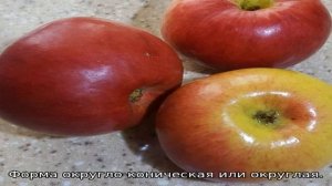 Яблони для Вологодской области, лучшие сорта