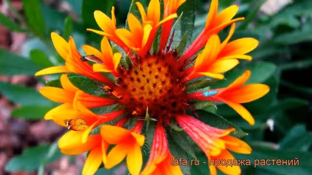 Гайлардия гибридная Фэнфейр (gaillardia hybrida) ? обзор: как сажать, саженцы гайлардии Фэнфейр