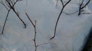 Охота на кабана 2019 год. Добыт с подхода в одиночку.