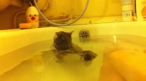 Кот купается в ванной