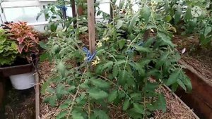 Сибирь. Обзор томатов в теплице на 1 июня 2022 года, спустя месяц после высадки на ПМЖ