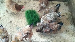 Русская хохлатая порода кур. Ситцевые.