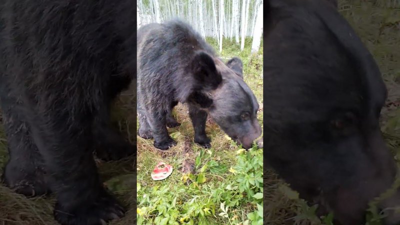 Избалованные медведи. #bear