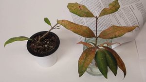 A Visit with Hoya amicabilis