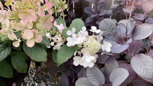 Hydrangea Paniculata "Little Quick Fire" - In Blooms Update - August 31