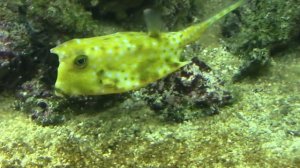 Самые Удивительные и Необычные ОБИТАТЕЛИ Подводного Мира