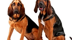 Порода собак. Бладхаунд. Шикарная порода собак. Не каждому по зубам