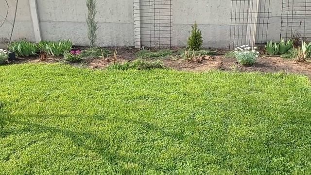 Первый покос газона в этом году!!!Как пережил зиму клевер. смотреть онлайн