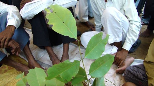 Octonary Ingredients of Scaphium wallichii Formulations: Pankaj Oudhia's Medicinal Plant Database смотреть онлайн