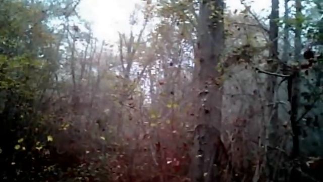 setter bécasse (2) смотреть онлайн