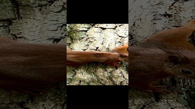 И снова белки. Мои наблюдения #shorts