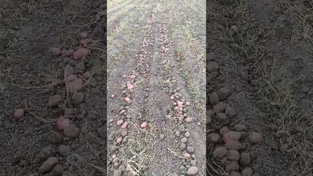 Вібролапа картофелекопалка саморобна до Мотоблока і її розміри #мотоблок #картопля смотреть онлайн