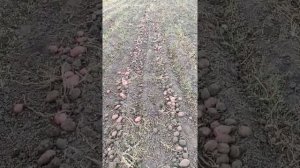 Вібролапа картофелекопалка саморобна  до Мотоблока і її розміри #мотоблок #картопля