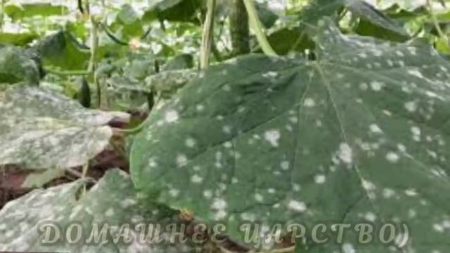 Желтеют листья на огурцах? Лечим так!