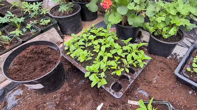 2021 How to grow penstemon from seed part 3 Guaranteed results every time смотреть онлайн