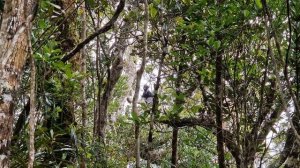 Лемур Индри поёт :)