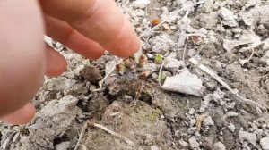 Черная смородина Софиевская, Юбилейная Копаня. Какая нормировка в ряду?Осеннее черенкование Ровады.