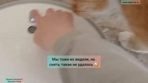 игрушки для кошек