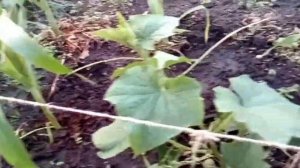 кукуруза советы как ускорить и увеличить урожай corn care как вырастить