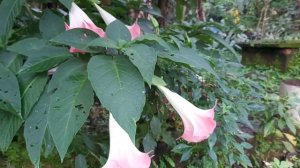 Angel's Trumpets | Brugmansia Angels | Flowering plants