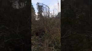 ОХОТА С ПНЕВМАТИКОЙ!!! УВИДЕЛ ЛИСУ?