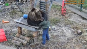 У Мансура фото сессия #Медведь#Мансур#Орешково#МедведьМансур