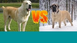 Алабай против Английского мастифа. Alabai against English Mastiff.