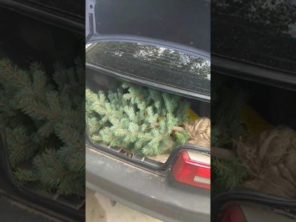 хвойная новинка в саду
