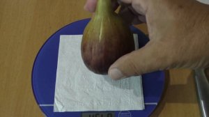 Инжир I 258 или Дженовезе Неро,бреба 20