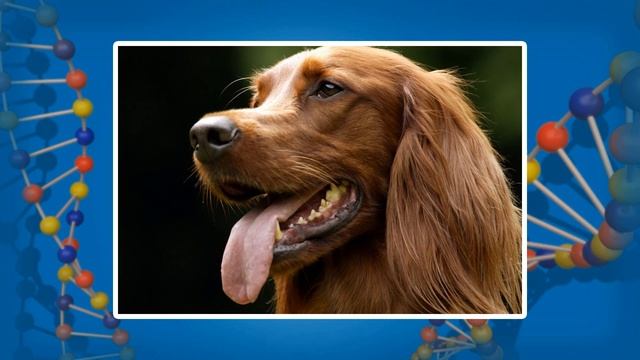 Абиотические факторы: температура и освещенность. Видеоурок по биологии 11 класс смотреть онлайн