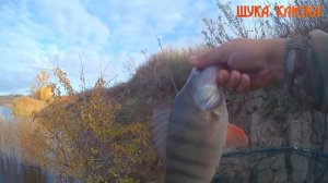 🔥 Осенний ОКУНЬ на ЩУЧИЙ силикон. Исаковское водохранилище: был щучий рай, стало окуневое эльдорадо