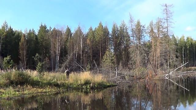 Охота на утку с подхода. Август 2021 год. смотреть онлайн