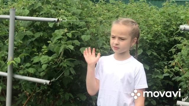 Лекарственные растения огорода